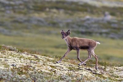 /galleries/ausstellungen/2012/2012-Weites-Land-Wilde-Tiere/ib_p027_1_12.thumbnail.jpg