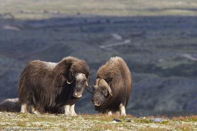 /galleries/ausstellungen/2012/2012-Weites-Land-Wilde-Tiere/ib_p027_1_4.thumbnail.jpg