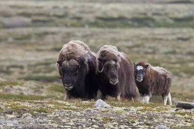 /galleries/ausstellungen/2012/2012-Weites-Land-Wilde-Tiere/ib_p027_1_5.thumbnail.jpg