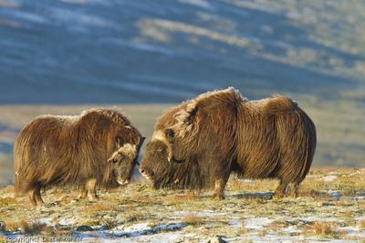 /galleries/ausstellungen/2012/2012-Weites-Land-Wilde-Tiere/ib_p027_1_7.thumbnail.jpg