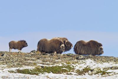 /galleries/ausstellungen/2012/2012-Weites-Land-Wilde-Tiere/ib_p027_1_8.thumbnail.jpg