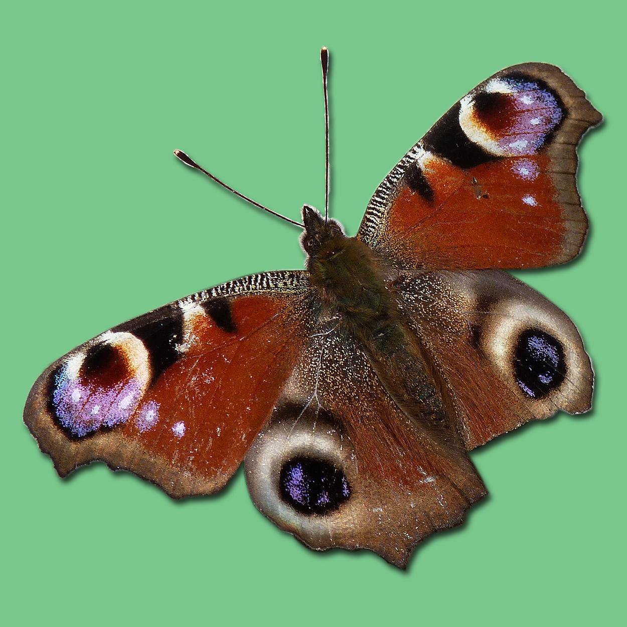 /galleries/ausstellungen/2014/2014-Schmetterlinge/Titelbild.jpg
