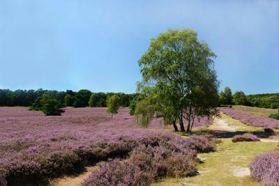 /galleries/ausstellungen/2016/2016-landschaft/RK-2016-4-Heide-1.thumbnail.jpg