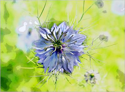 Blaue Blume