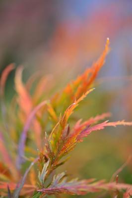 Herbstfarben