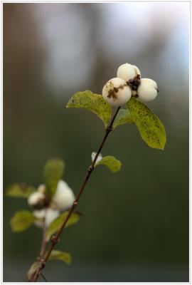 Schneebeere im Dezember