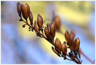 Samen im Winter