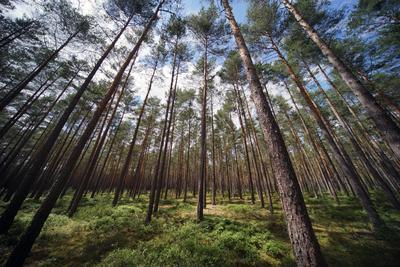 lichter Wald