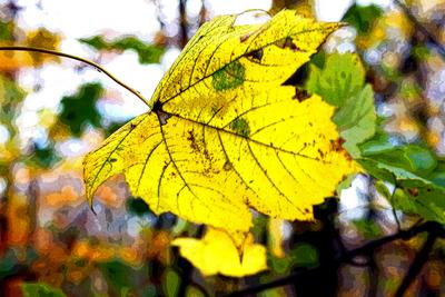 Herbstlaub