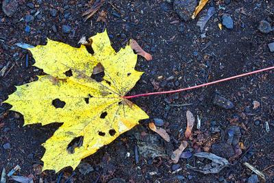 Herbstlaub