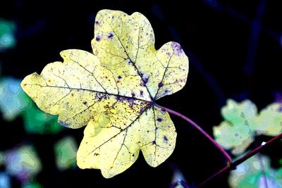 Herbstlaub