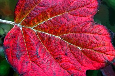 Herbstlaub