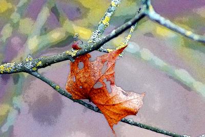 Herbstlaub