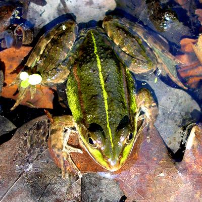 Frosch auf der Lauer