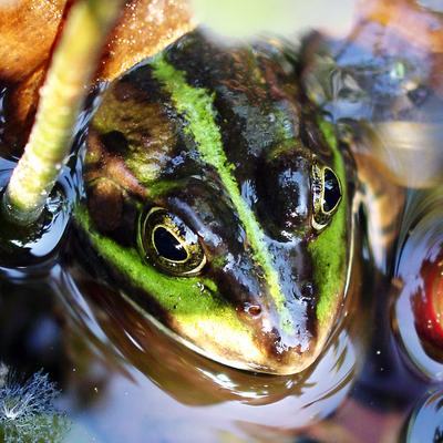 Frosch im Wasser