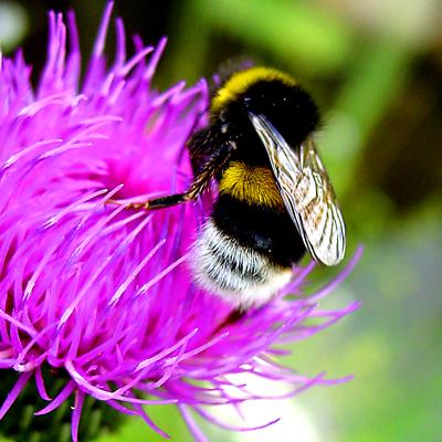 Hummel auf Distelblüte