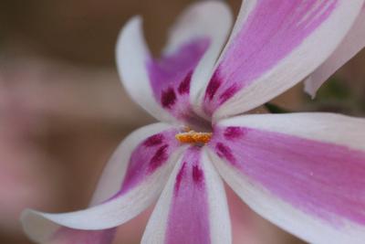 kleine Blüte, ganz groß