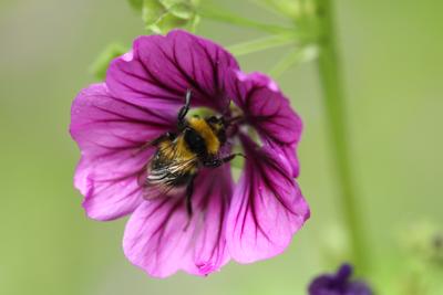 Fleißige Hummel