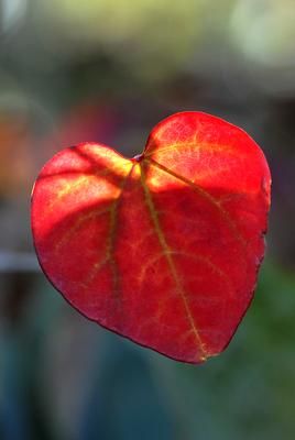 Herbstlaub