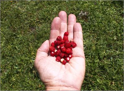 Walderdbeeren