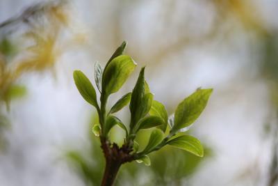 Erste Knospen