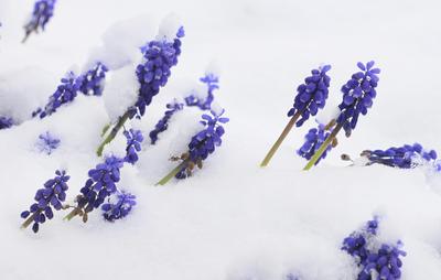 Traubenhyazinthen im Schnee