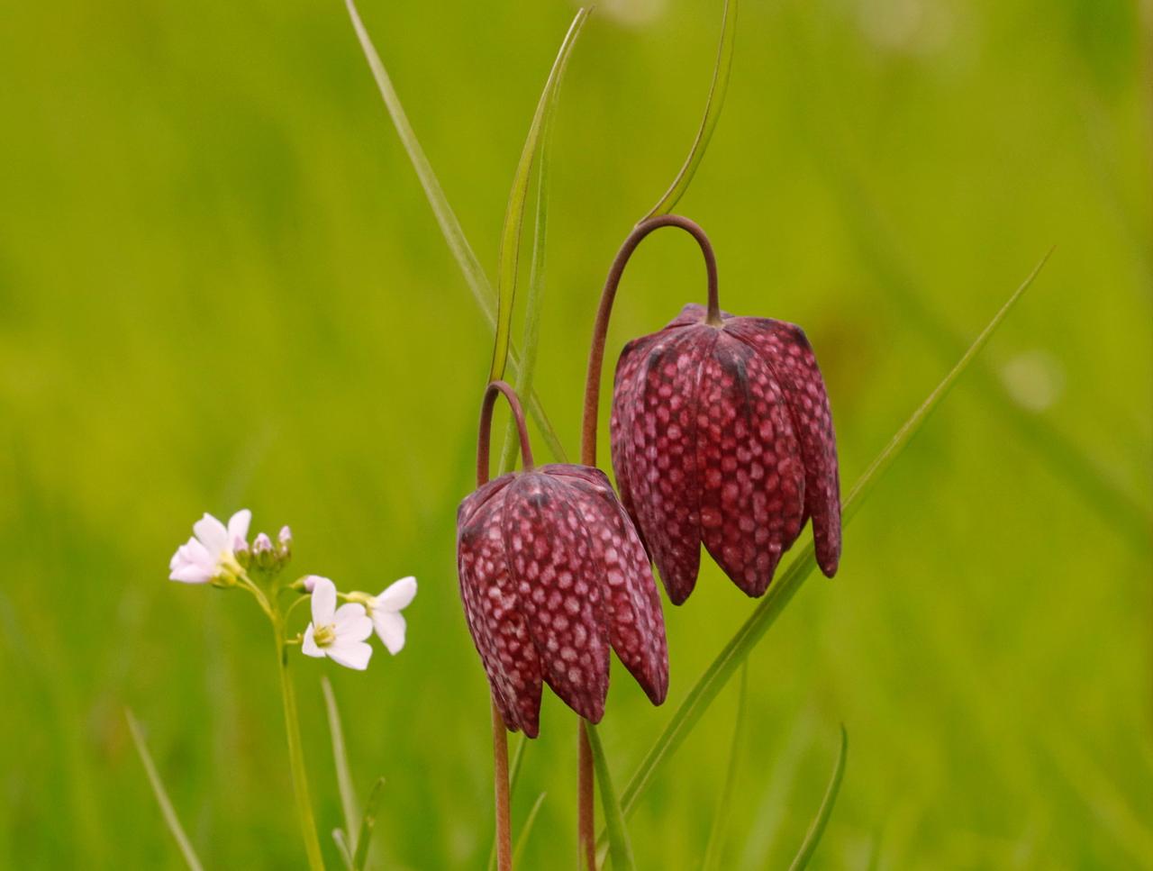 Symbolbild Ausstellung Frühling - Aufbruch des Lichts