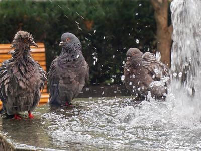 Tauben am Brunnen