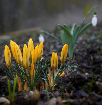 Krokusblüte