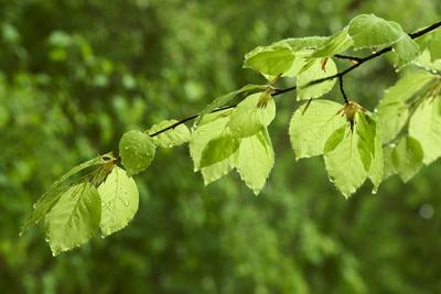 Buchenblätter nach Regenschauer