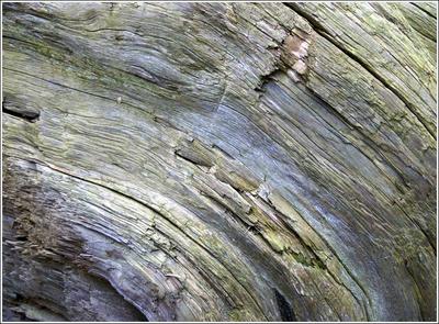 Holz