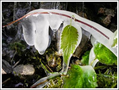 Blatt im Eis