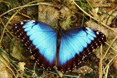 /galleries/mitglieder/anton/Schmetterlinge/01-Blauer-Morpho-peleides.thumbnail.jpg