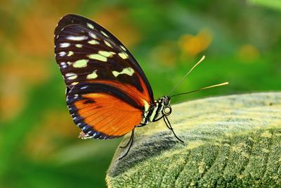 /galleries/mitglieder/anton/Schmetterlinge/09-Heliconius-Spec.thumbnail.jpg