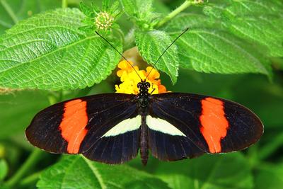 /galleries/mitglieder/anton/Schmetterlinge/11-Heliconius-Spec.thumbnail.jpg