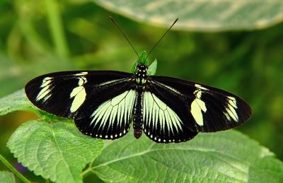 /galleries/mitglieder/anton/Schmetterlinge/12-Heliconius-Spec.thumbnail.jpg