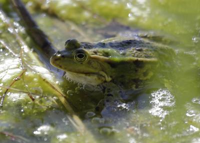 Sei kein Frosch