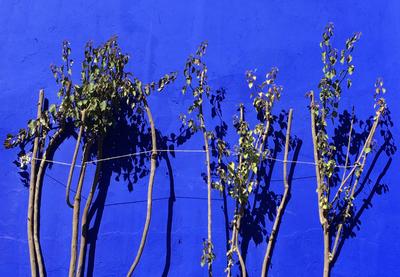 Jardin Majorelle, Marrakech 2020