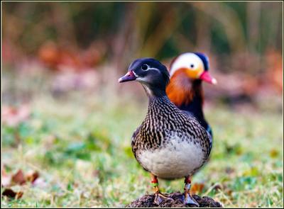 Mandarinenten