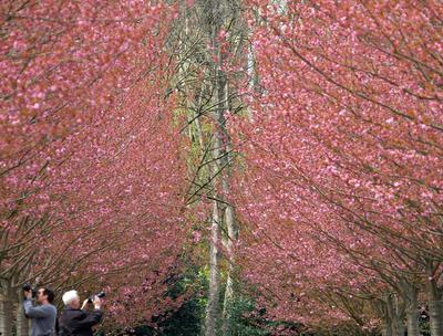 Im Rombergpark