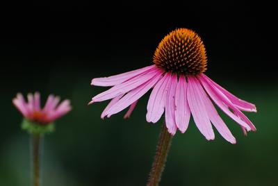 /galleries/mitglieder/friedrich/Verschiedenes/Blumen.thumbnail.jpg