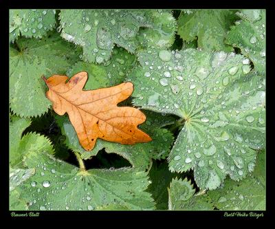 Braunes Blatt