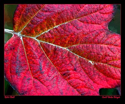 Rotes Blatt