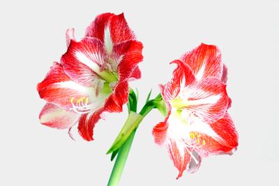 Amaryllis