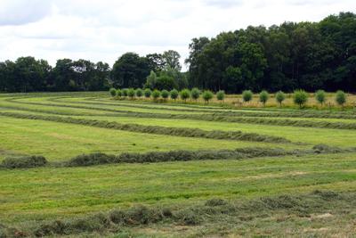 Ammerländer Landschaft