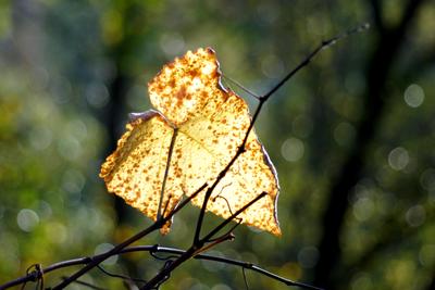 Blatt im Herbstlicht