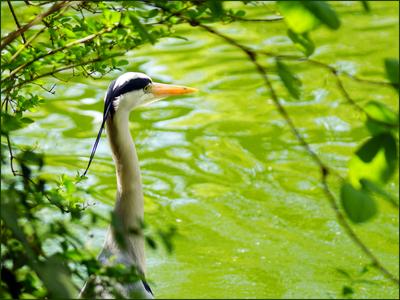 Reiher am Fluss