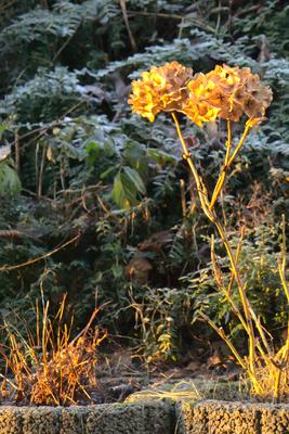 Hortensie im Sonnenlicht