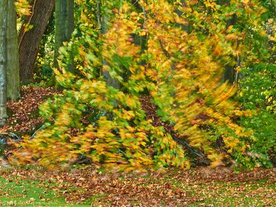 Herbstwind