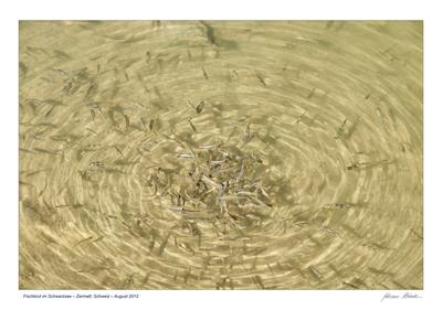 /galleries/mitglieder/johannes/Gestalten-des-Wassers/JH-2012-08-09-10507.thumbnail.JPG